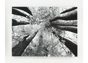 Black & White Ananya Wall Art,Signature Design by Ashley